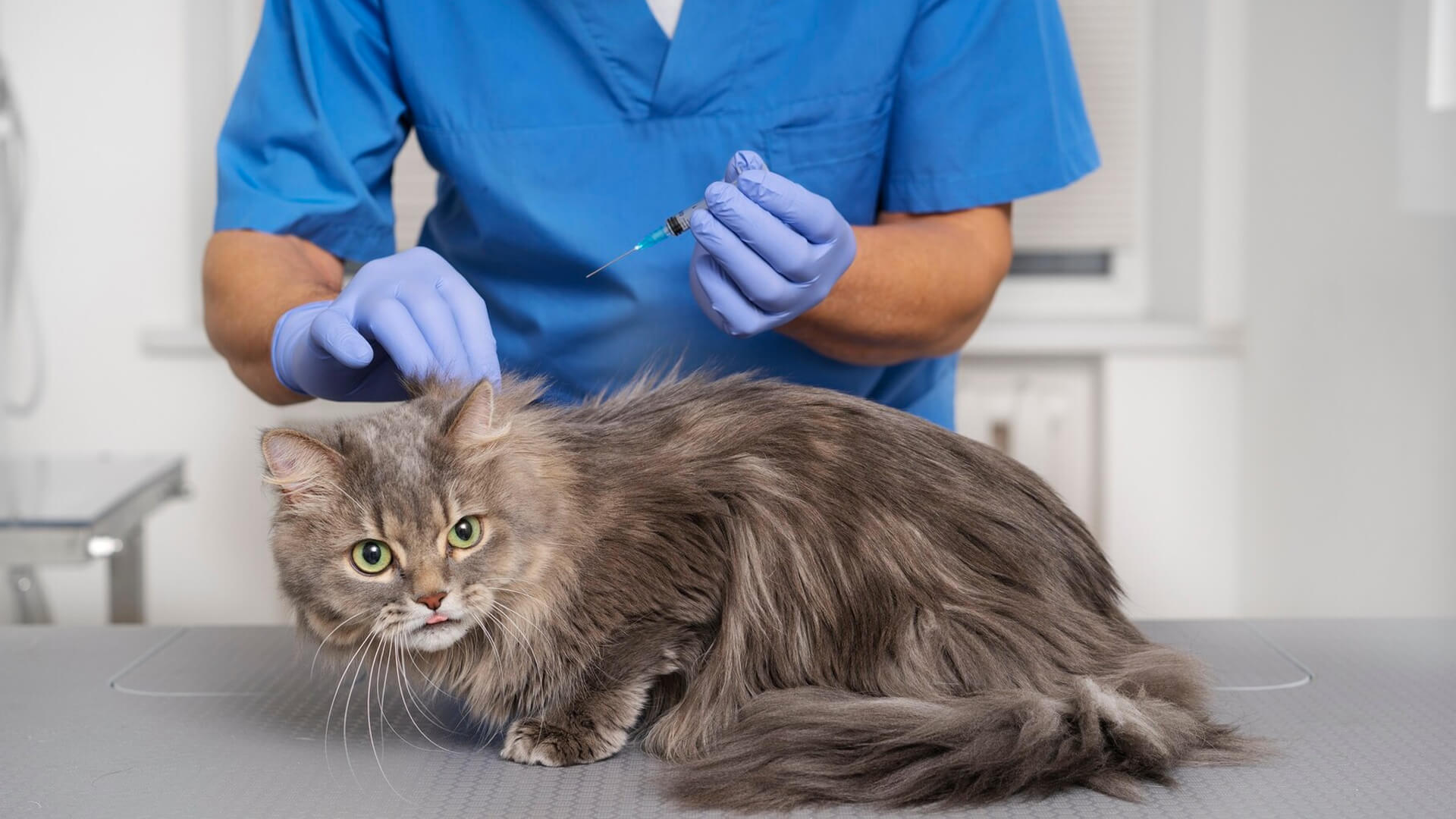 Cat microchipping